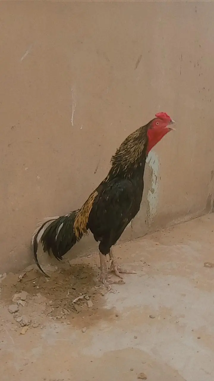 pure mianwali bloodline zero size aseel — photo 6