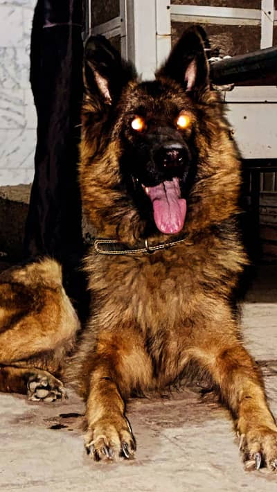 German shepherd long coat show quality