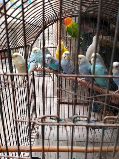 Budgeis Pair Available Lovebird Also