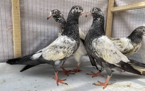 Teddy 2 chiks pairs avil