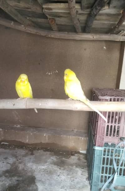 King size budgies