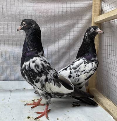 Rampuri pair rde tow bred