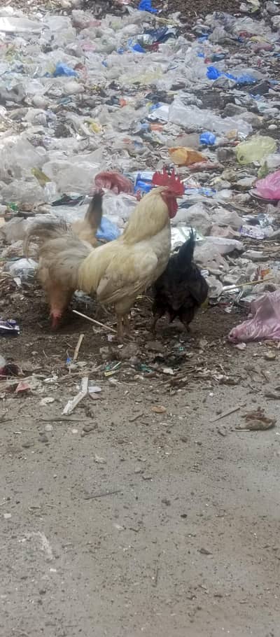 ghr ki pali huwi h
