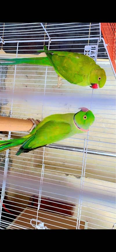 Raw parrot pair