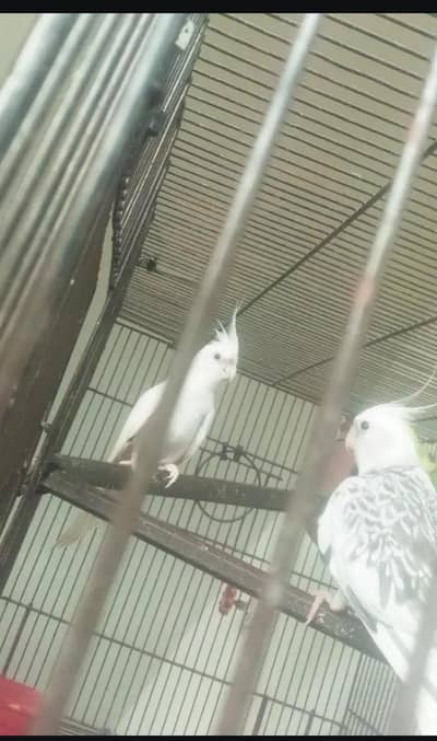 Cockatiel Pair