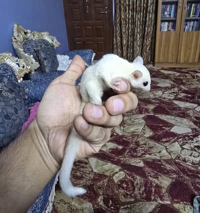 Albino sugar glider very rare pcs