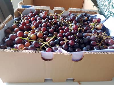 grapes fresh