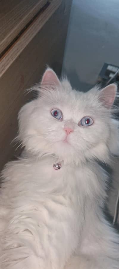 pure 3triple cout cat with blue eyes
