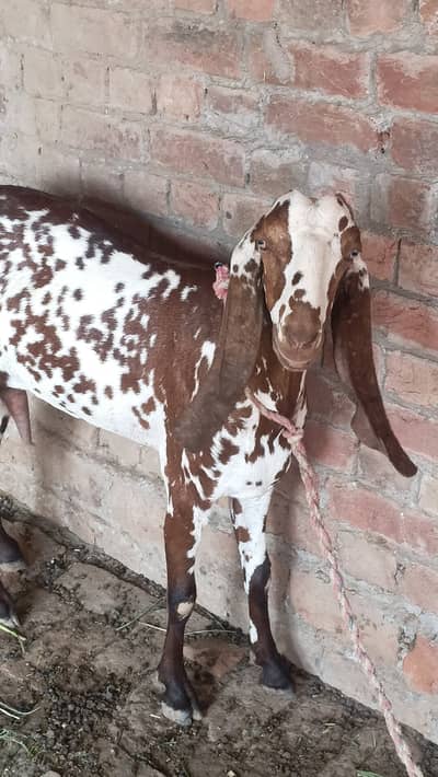 Makhi cheeni bkri for sale