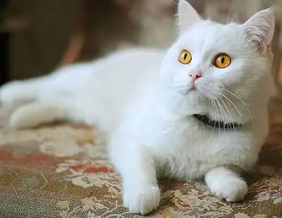 RUSSIAN CAT