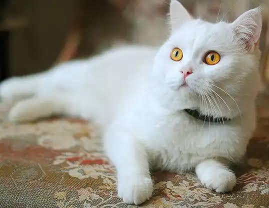 RUSSIAN CAT 0