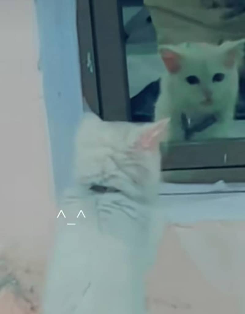 RUSSIAN CAT 1