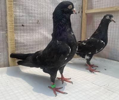 Bredr pigeons for sale  7 pairs avil