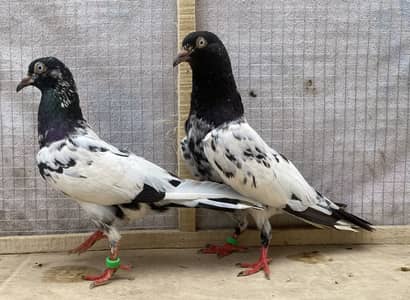 Bredr pigeons for sale  7 pairs avil