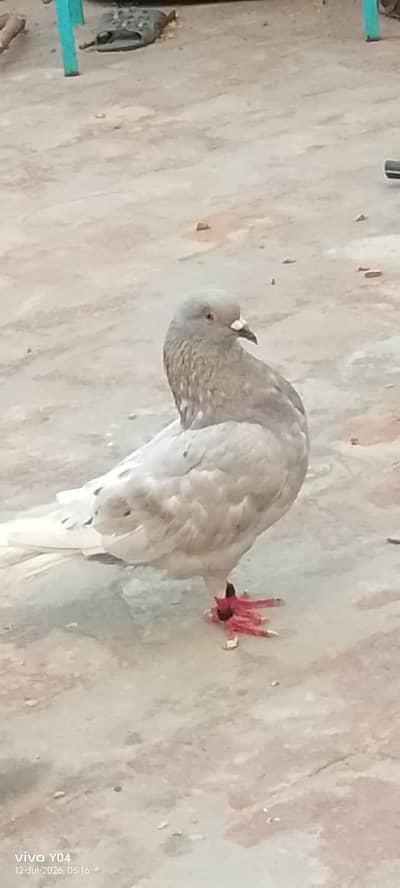Urgently sale pigeon pair