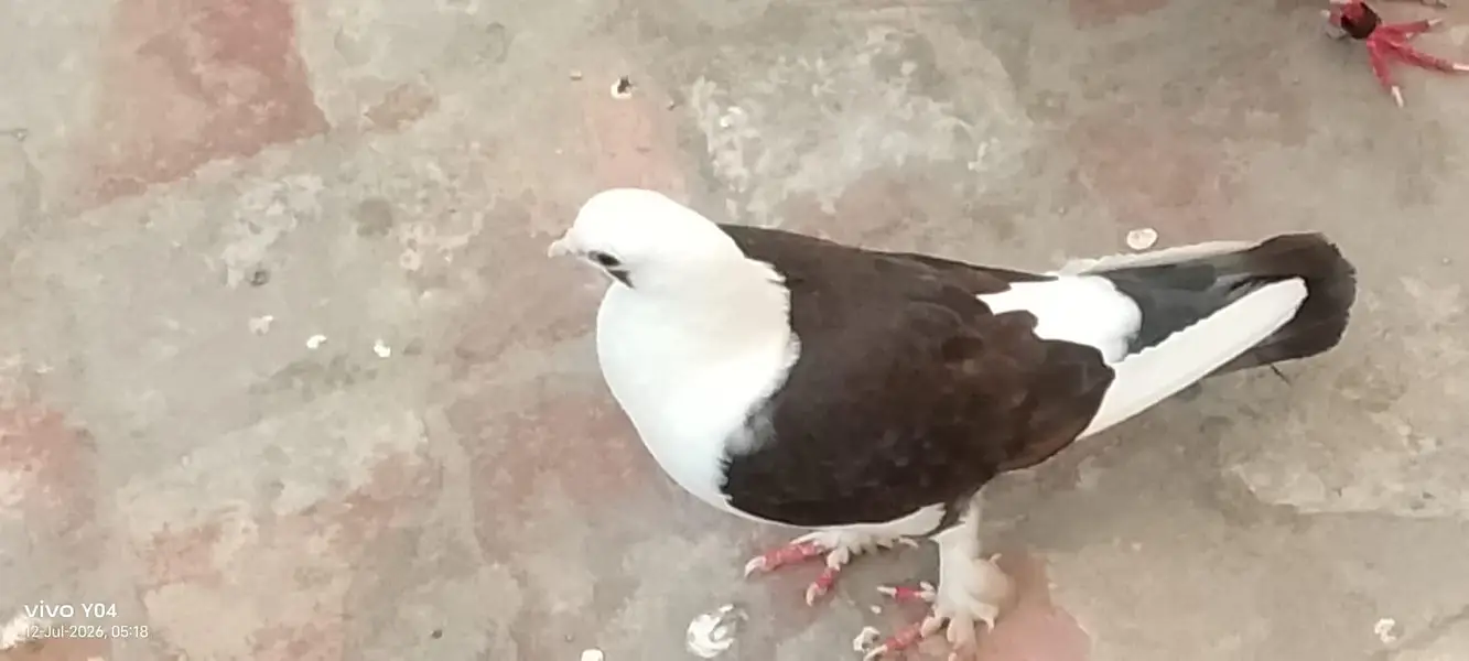 Urgently sale pigeon pair — photo 2