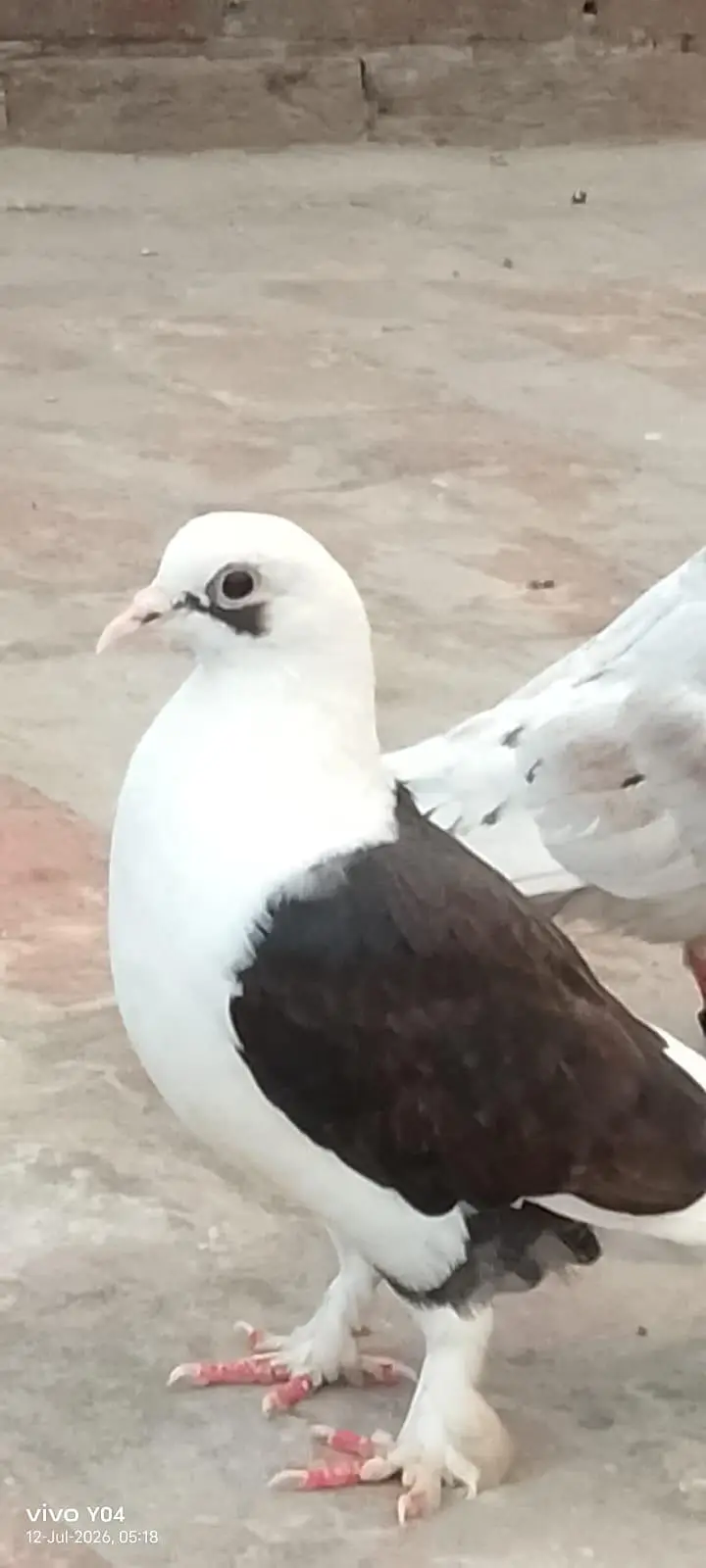 Urgently sale pigeon pair — photo 3