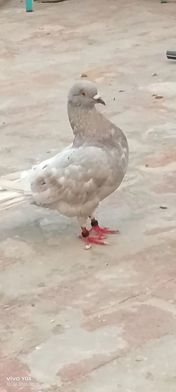 Urgently sale pigeon pair — photo 4