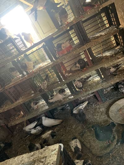 25 Breeder pair Top Quality full setup for sale