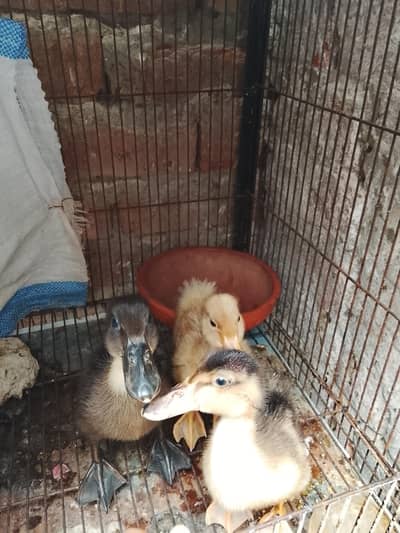 beautiful  chiks