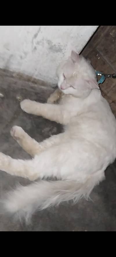 sharu ko sale krna