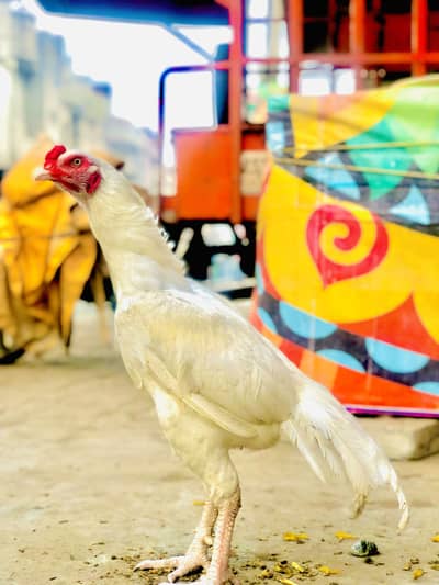 Eggs Incubator service available