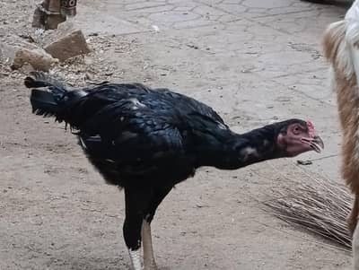 blacky Aseel