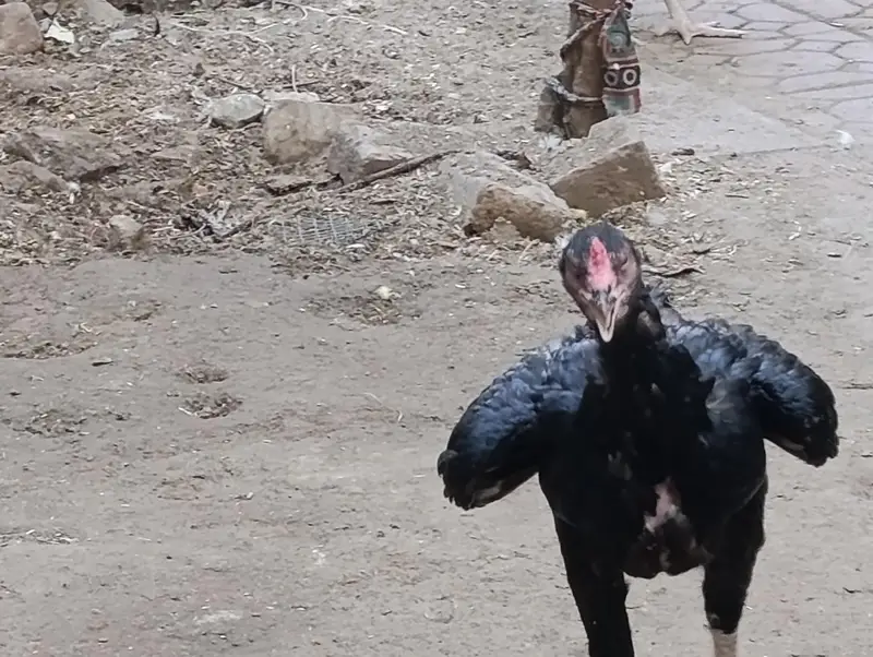 blacky Aseel — photo 2