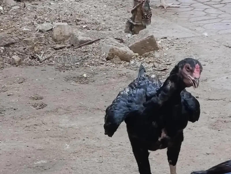 blacky Aseel — photo 3