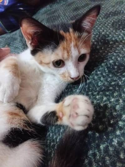 female kitten for adoption