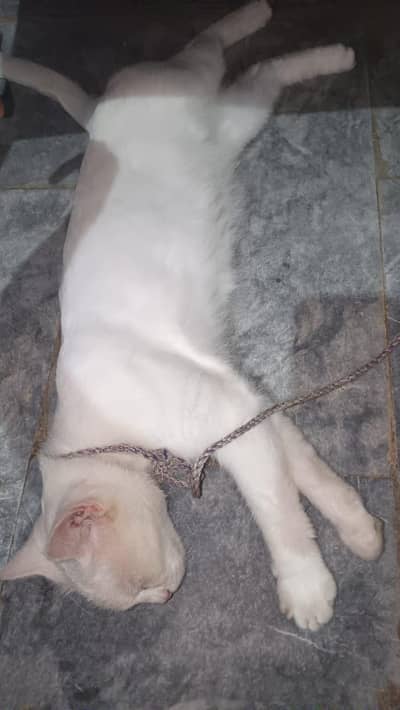 1 Cate for sale