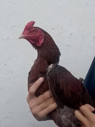 Aseel murga murgi for sale hai i