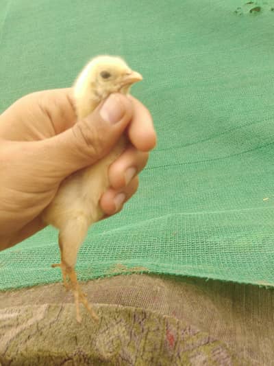 Aseel hens and aseel chicks for sale.