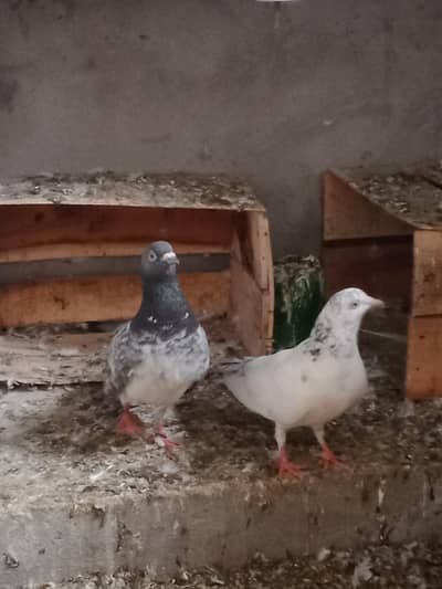 Breeder + parwazi kabooter for sale