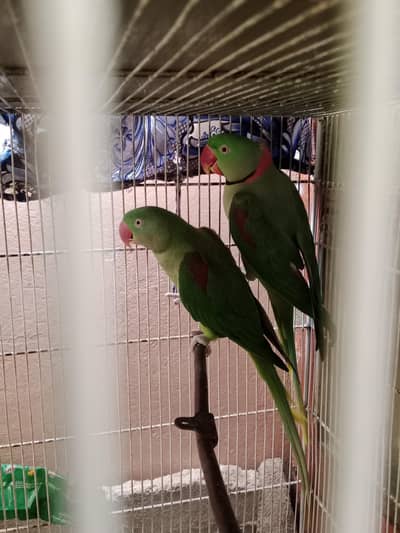 Kashmiri Raw Parrot Jumbo Breeder Pair (First Laying