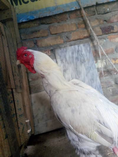 Aseel Sindhi Murga for sale 03088864970