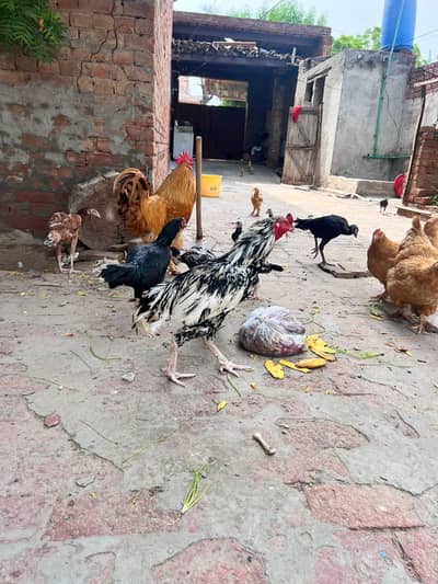 cheena Murga Urgent For Sale