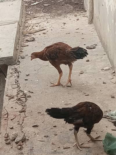 donon murgiyan Hain