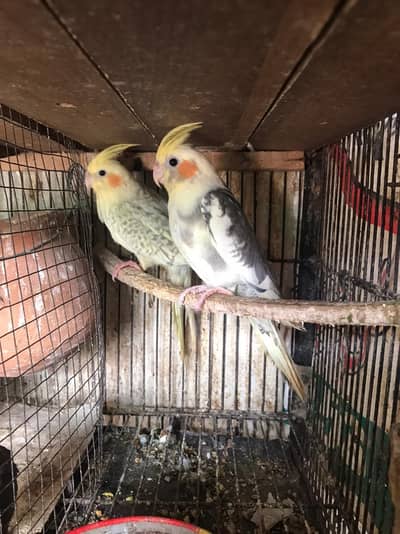 Pearl pied & v pied cocktail ready to breed pair red eyes split cock