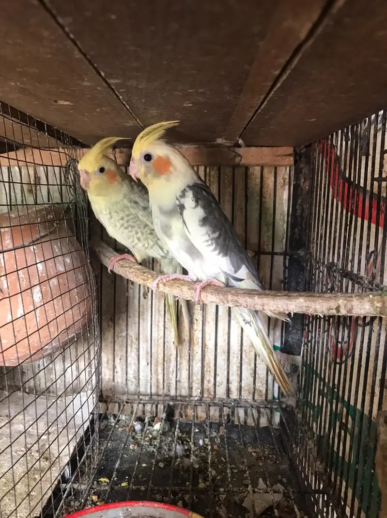 Pearl pied & v pied cocktail ready to breed pair red eyes split cock — photo 2