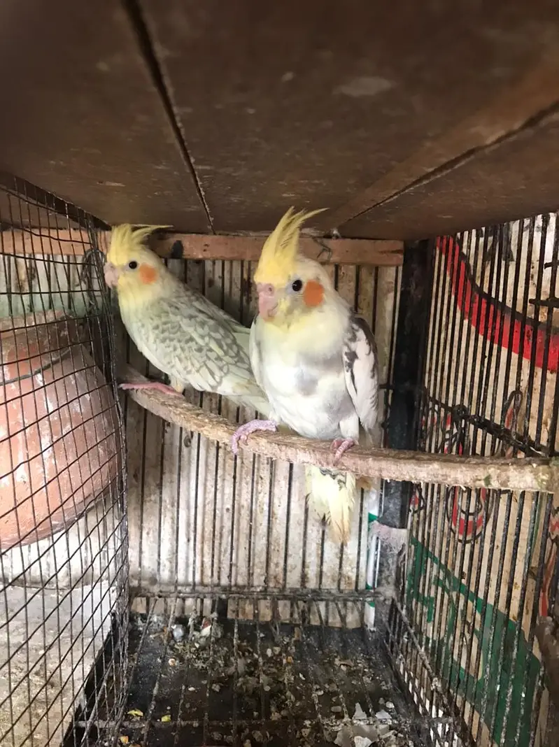 Pearl pied & v pied cocktail ready to breed pair red eyes split cock — photo 5