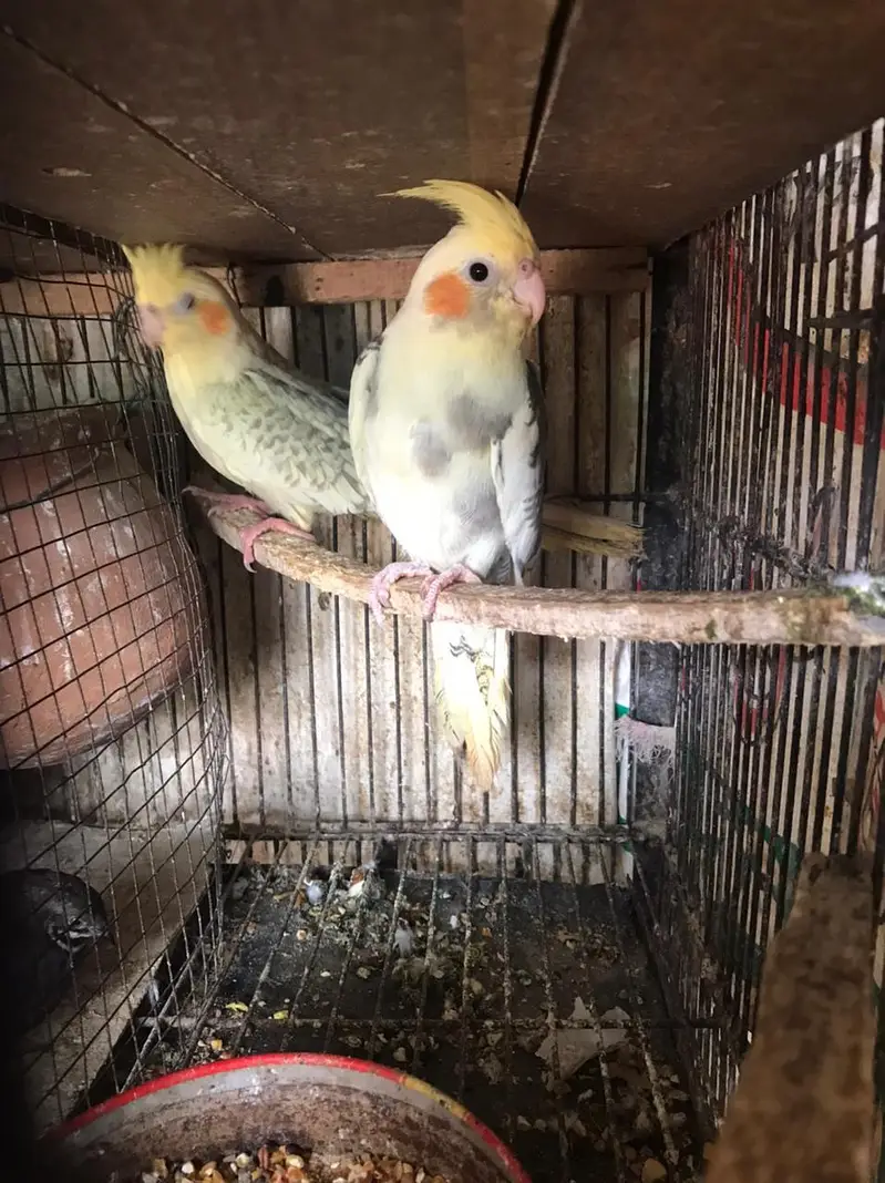 Pearl pied & v pied cocktail ready to breed pair red eyes split cock — photo 7