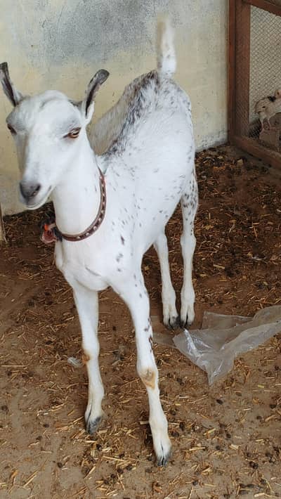 goat for sail