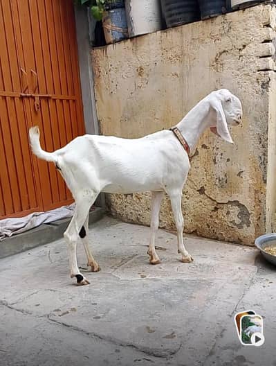 Goats 2 adad