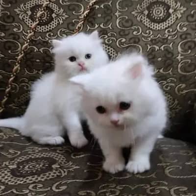 Persian odd eyes kitten  triple coated available for sale