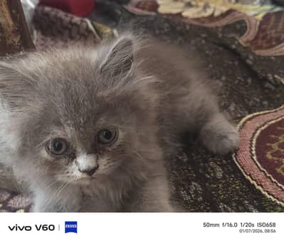 Persion cat | kittens | Doll face kittens