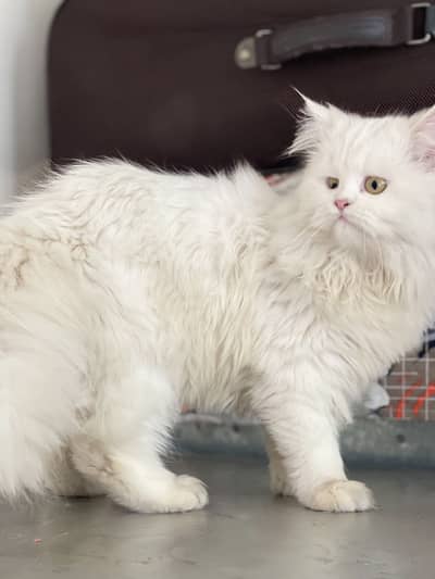 Persian cat | Triple coated