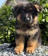 German shepherd puppies