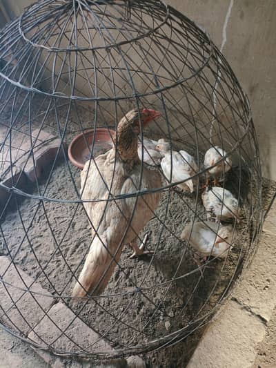 Aseel shajri madi and shajra chicks