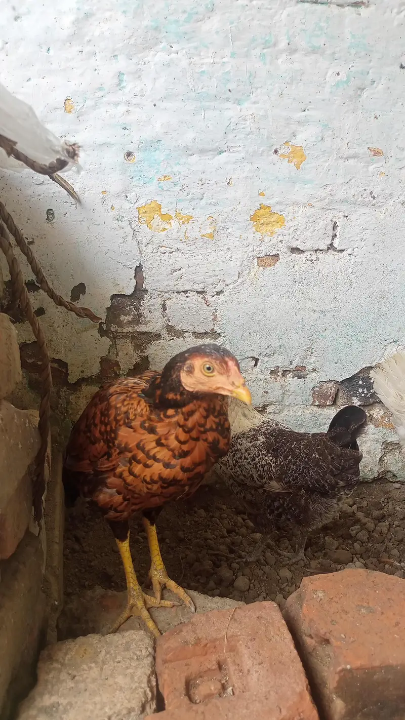 hens for sale